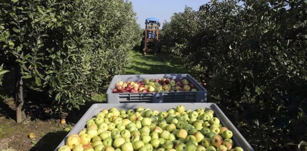Esperan entre 40 y 50% menos de peras y manzanas | VA CON FIRMA. Un plus sobre la información.
