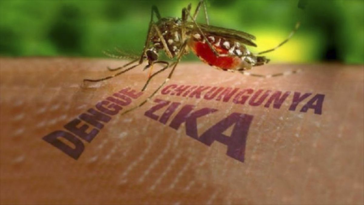 Hallazgo clave de investigadores argentinos sobre dengue y zika | VA CON FIRMA. Un plus sobre la información.