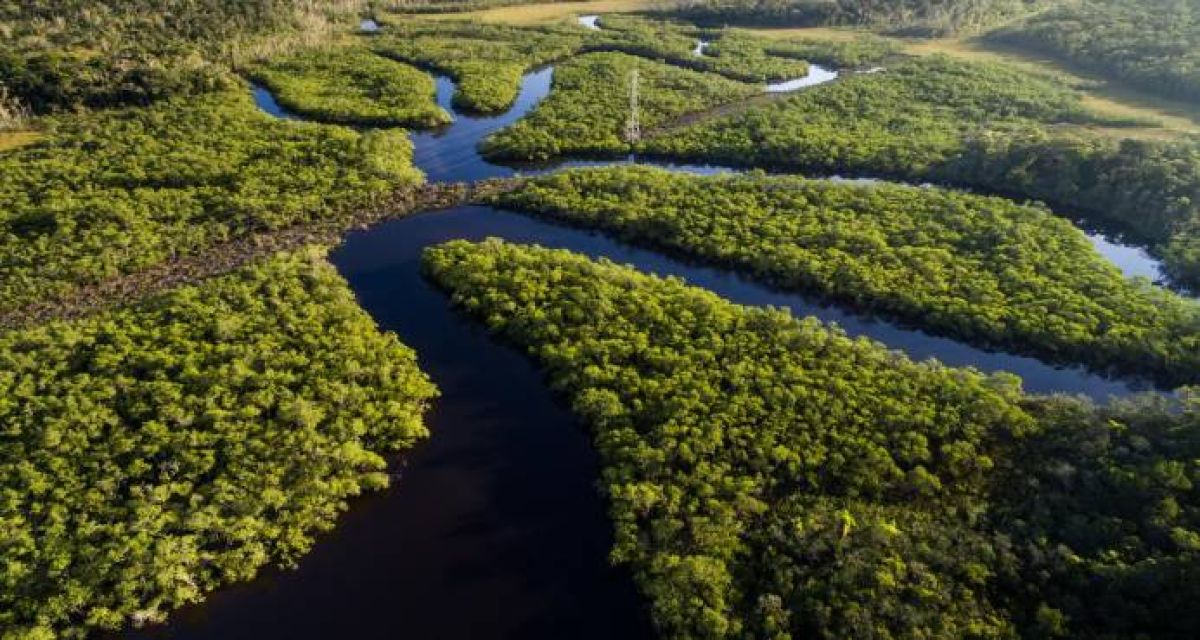 La Amazonía | VA CON FIRMA. Un plus sobre la información.